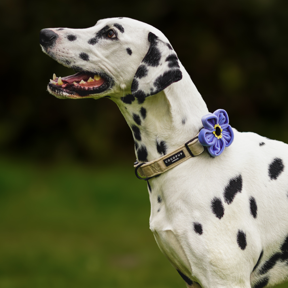 A Dalmatian dog looks to the left, wearing a collar with a large purple flower on it.
