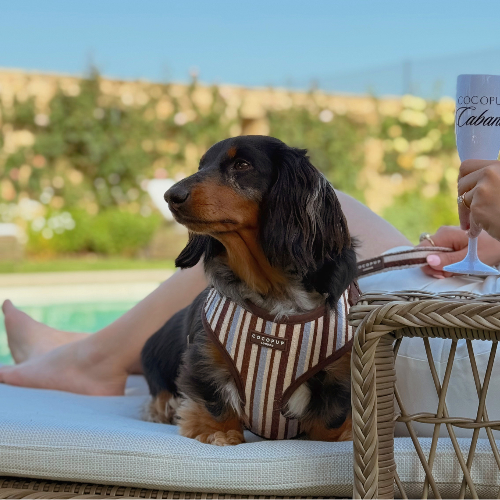 A long-haired dachshund in a striped harness relaxes on a sun lounger next to a person.