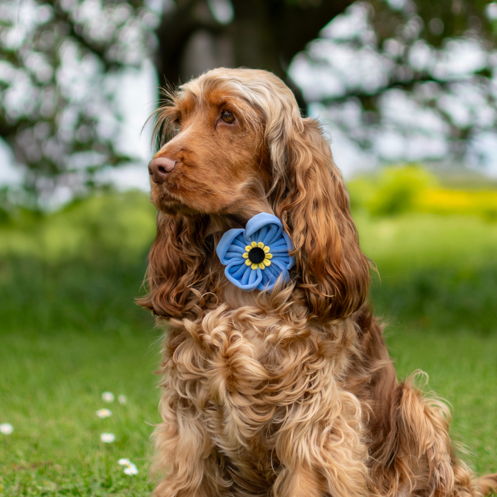 A brown, long-haired cocker spaniel sits in a grassy field wearing a blue and yellow flower accessory.