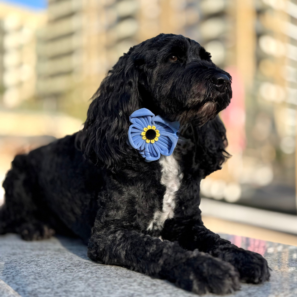 A black, curly-haired dog with a white chest patch lies down wearing a blue flower on its collar.