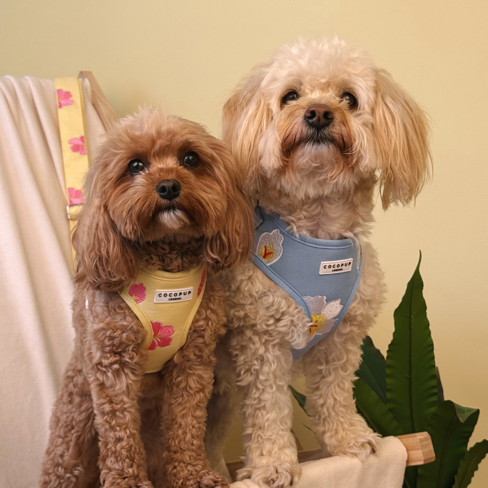 Two small, fluffy dogs in floral harnesses sit side-by-side on a chair and look at the camera.