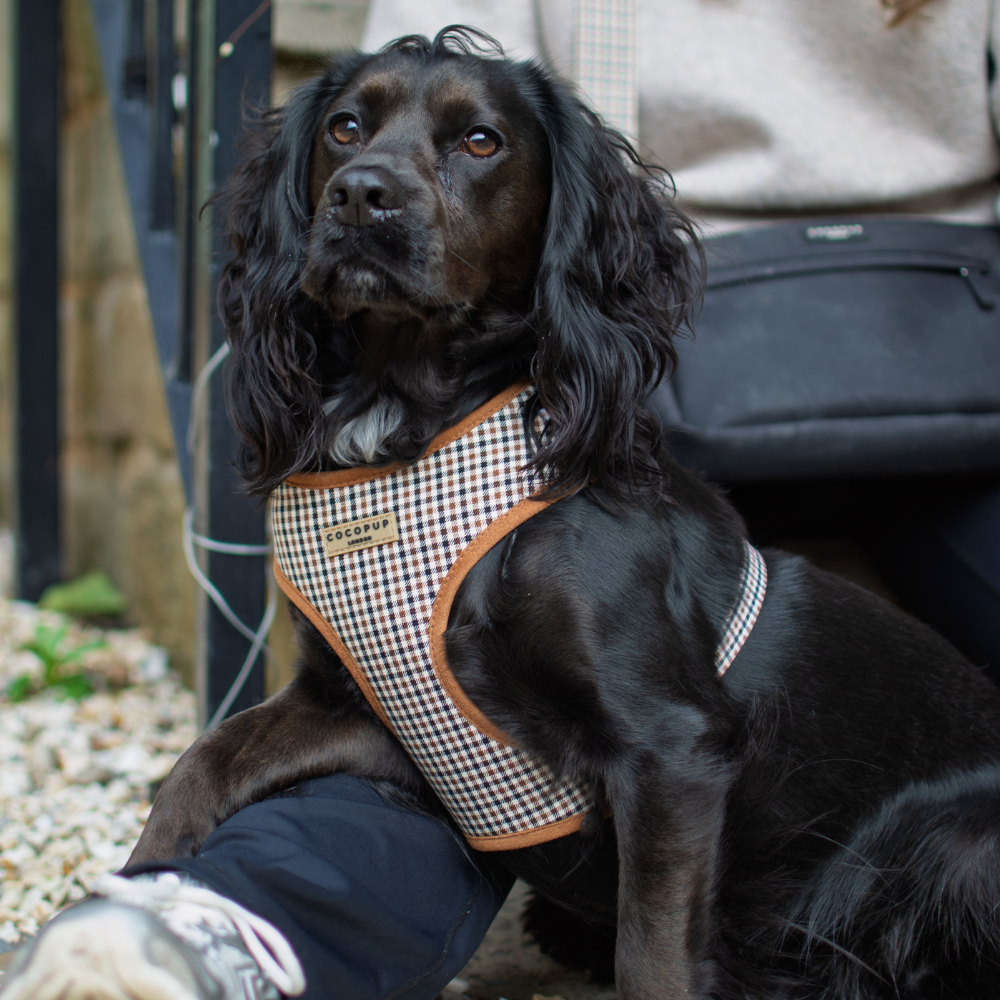 A black, long-haired dog wearing a brown and white checkered harness sits while looking upwards.
