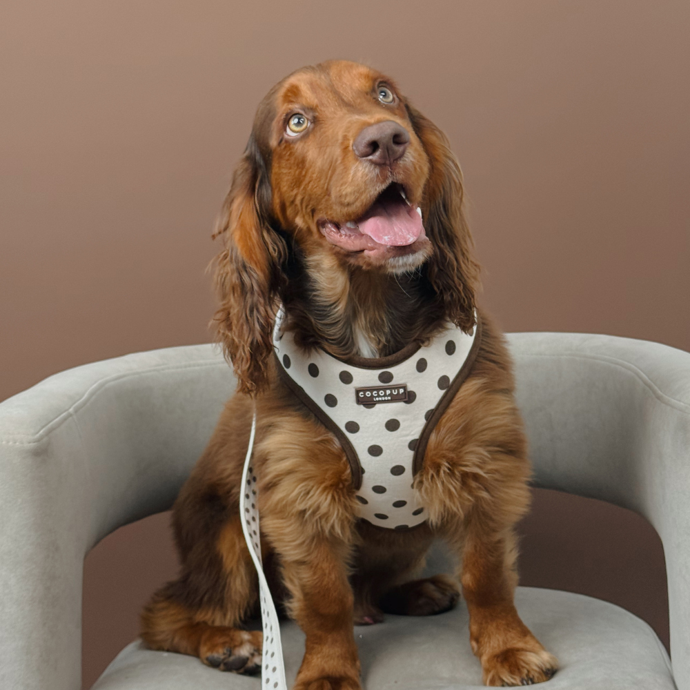A brown dog wearing a white and brown polka-dot harness sits on a chair, looking up.