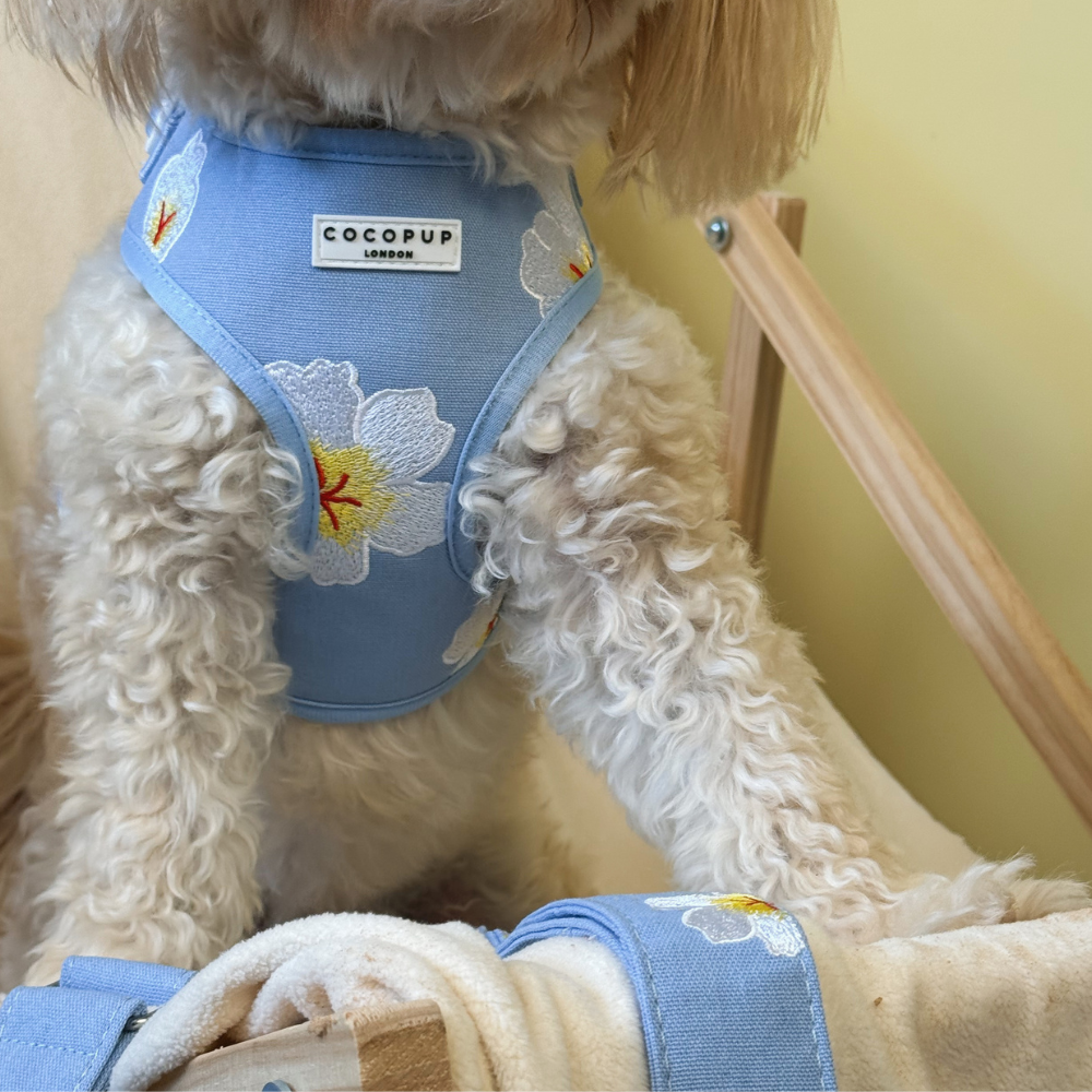 A close-up of a fluffy dog wearing a light blue harness with embroidered white flowers.