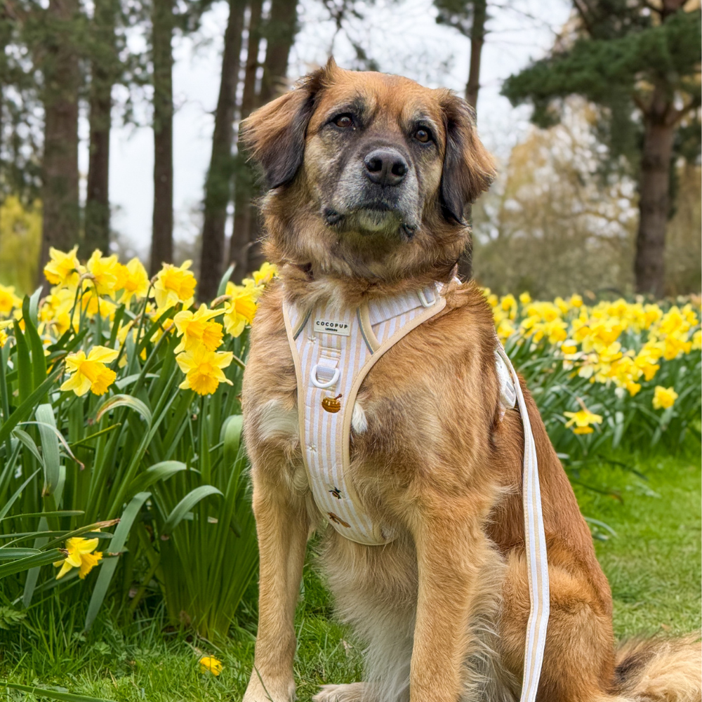 A brown dog wearing a striped harness sits in the grass next to yellow daffodils.