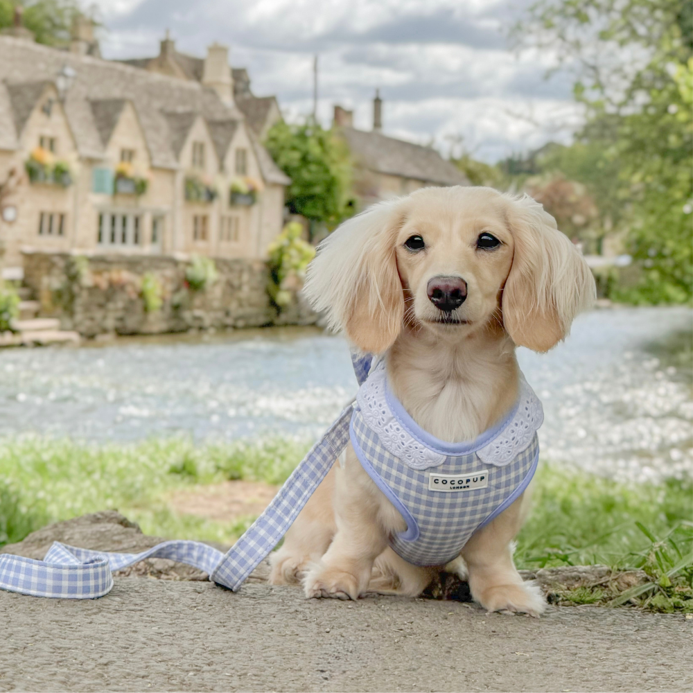 A cream-colored long-haired dachshund in a blue gingham harness sits by a river with stone cottages behind.