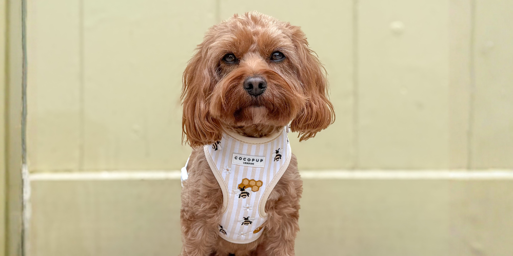A small, fluffy brown dog in a striped harness with a bee pattern, looking at the camera.