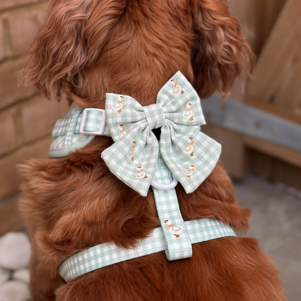 A reddish-brown dog from behind, wearing a mint green gingham harness with a large bow and duck pattern.