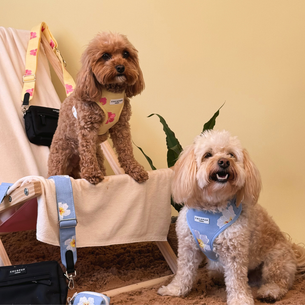 Two small, fluffy dogs in floral harnesses pose on a sandy, beach-themed set with a deckchair.