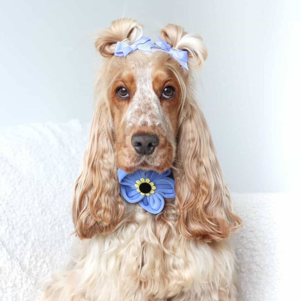 A cocker spaniel with its ears tied in pigtails with blue bows and a blue flower collar.
