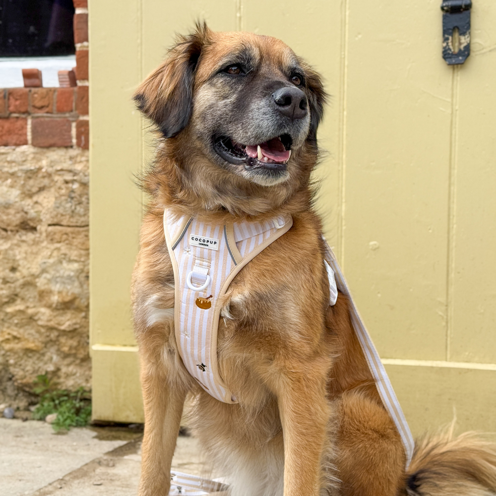 A fluffy brown and black dog sits wearing a cream and beige striped harness before a yellow door.