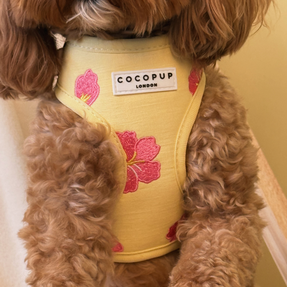 A close-up of a brown, curly-haired dog wearing a yellow harness with embroidered pink flowers.