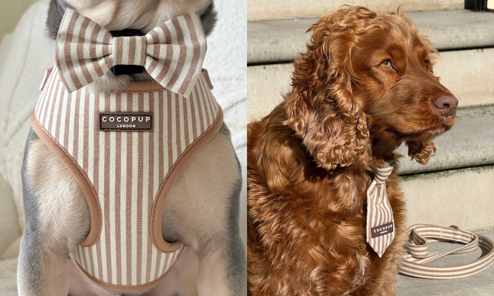 A split image of two dogs wearing matching striped accessories, one a harness, the other a tie.