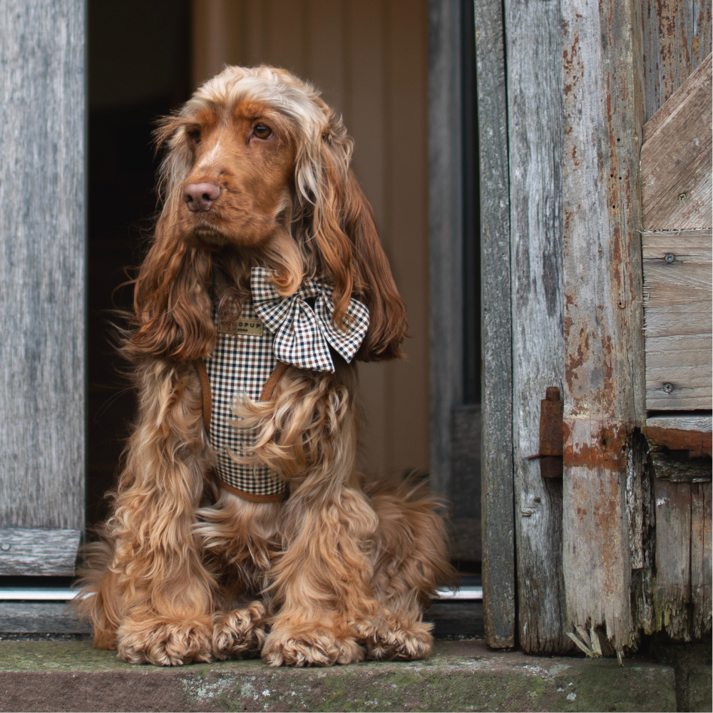 A long-haired brown cocker spaniel wearing a checkered harness with a bow sits in a rustic wooden doorway.