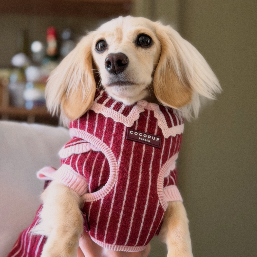 A small, light-colored dog with long ears wears a red and pink striped sweater.