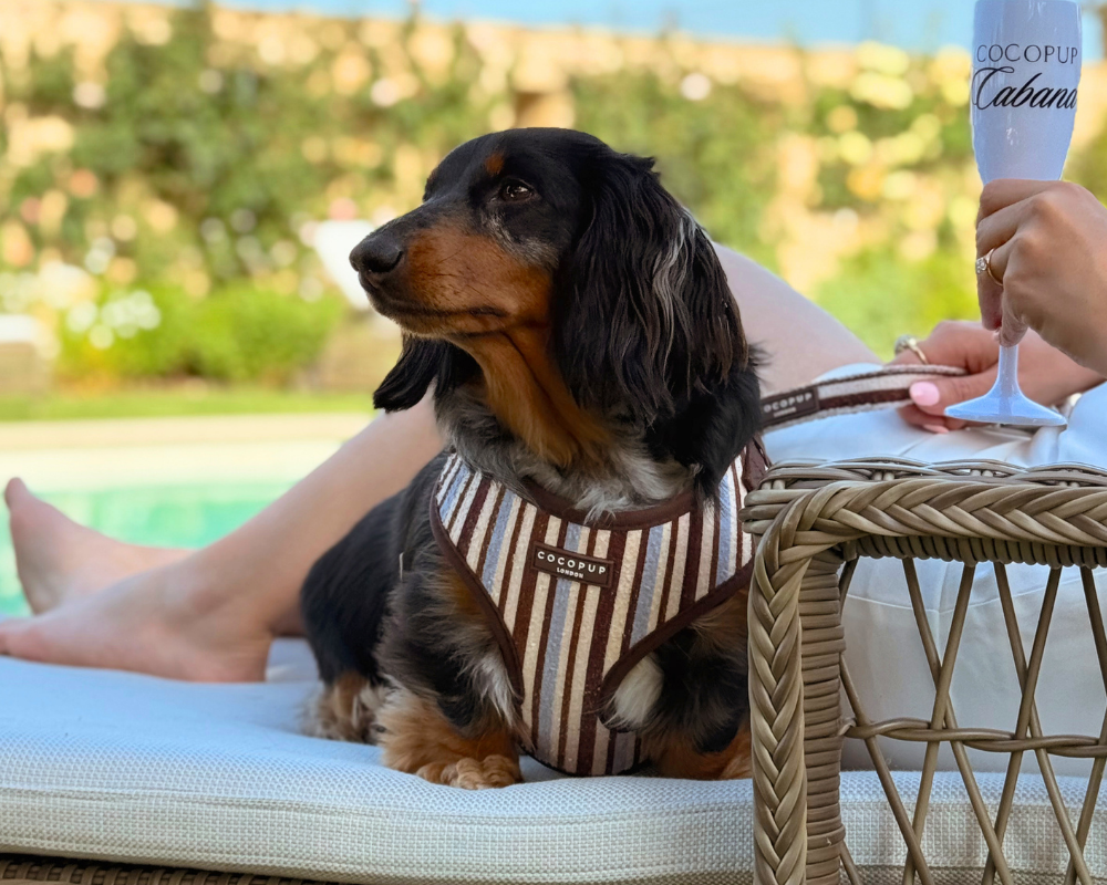 A long-haired dachshund in a striped harness relaxes on a lounge chair next to a person holding a glass.
