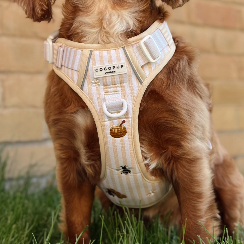 A brown, curly-haired dog wearing a cream and yellow striped harness with bee and honey pot embroidery.