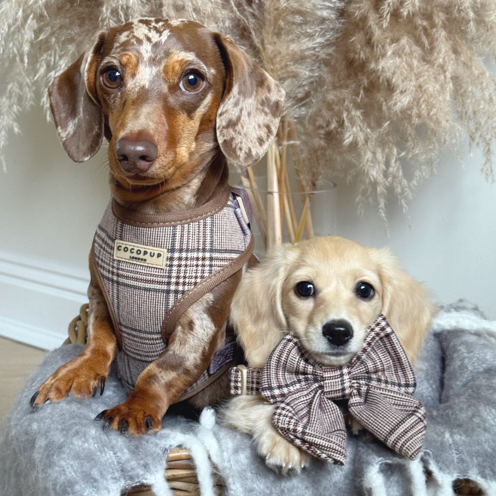 Two dachshunds, one in a plaid harness and a puppy in a matching bow tie, sitting together.