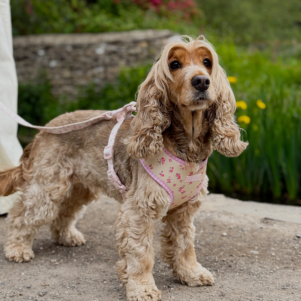 A light brown, curly-haired cocker spaniel wearing a floral harness and leash stands on a path.