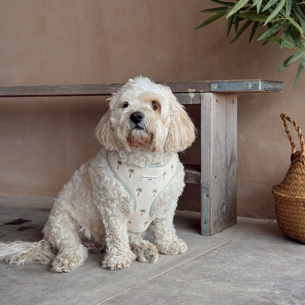A fluffy white dog sits on the floor wearing a light-colored harness with a palm tree pattern.