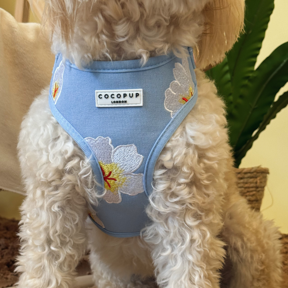 A small, fluffy dog from behind wearing a blue harness with embroidered white flowers.
