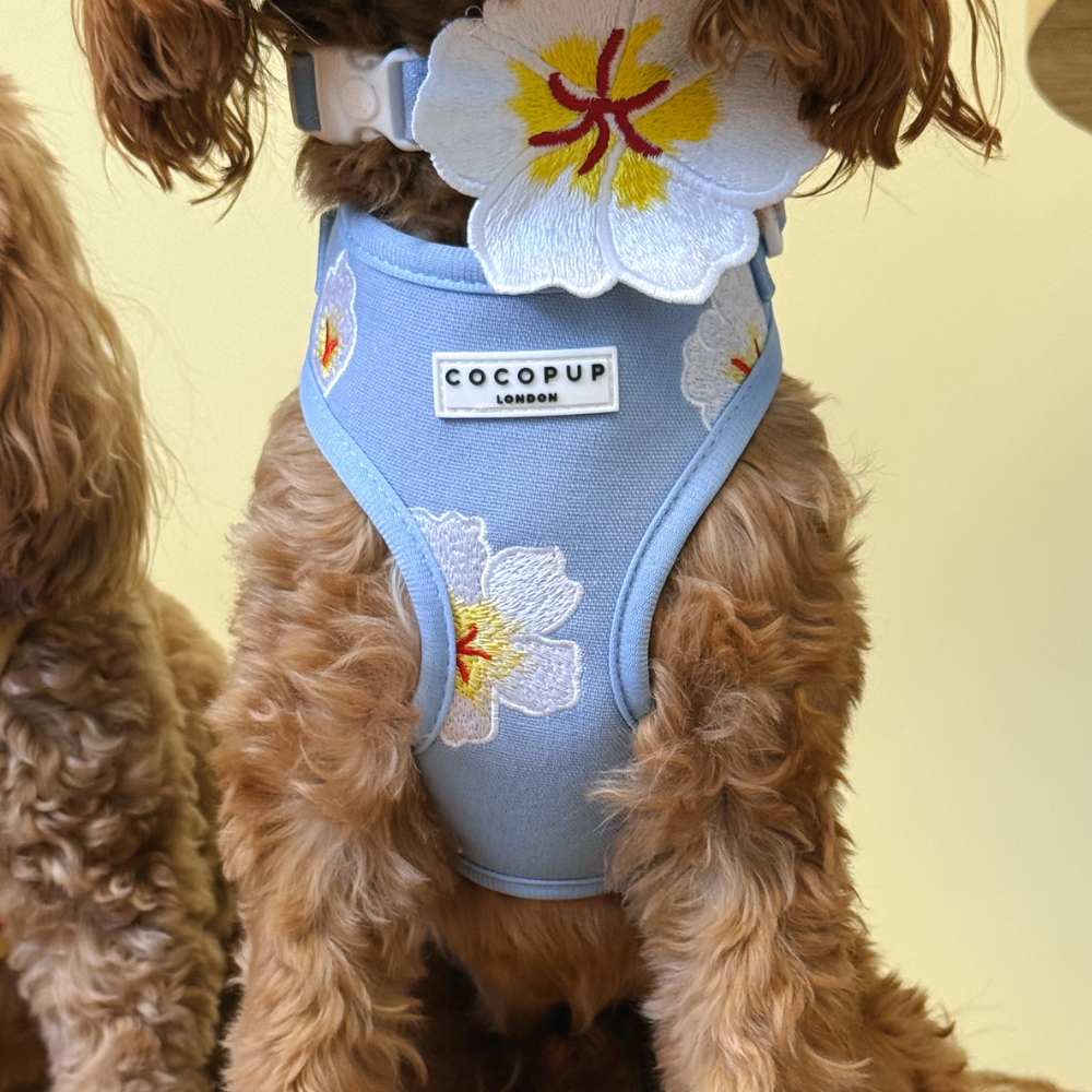 A close-up of a brown, curly-haired dog wearing a light blue harness embroidered with white flowers.