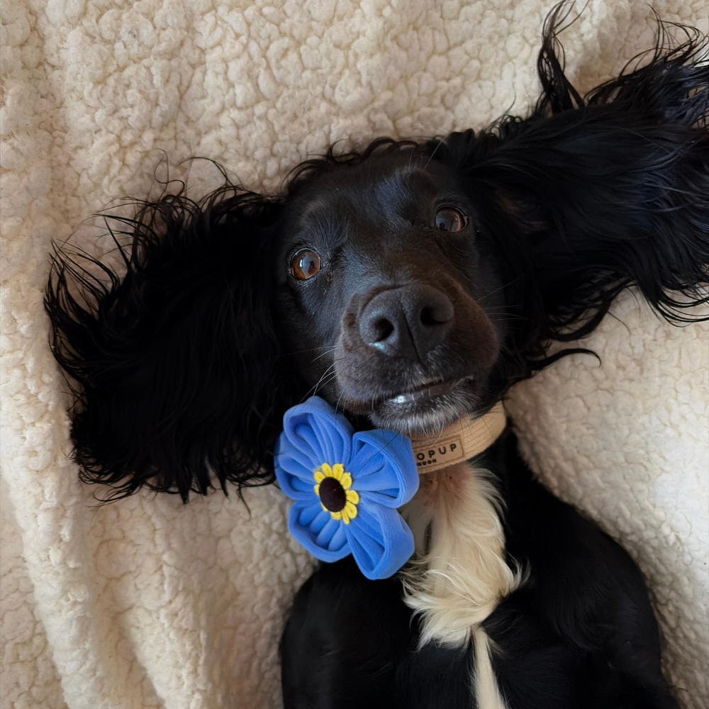 A black dog wearing a collar with a blue flower lies on its back on a cream sherpa blanket.