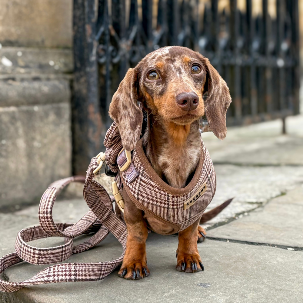 A dapple dachshund in a brown plaid harness with a matching leash sits on a stone sidewalk.