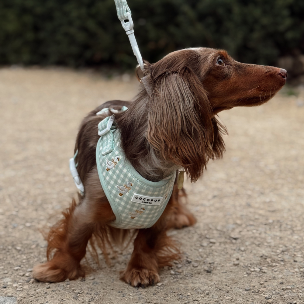 A long-haired brown dog wearing a gingham harness looks expectantly to the right while on a walk.