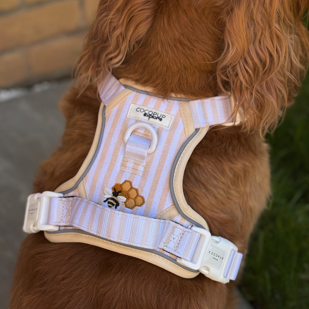 A brown dog wearing a yellow and white striped harness with a bee and honeycomb patch.