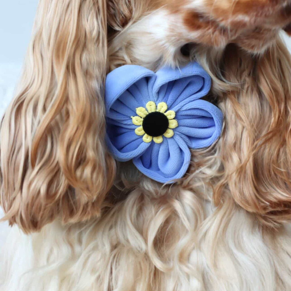 A close-up of a dog with long, light brown fur wearing a blue flower accessory.