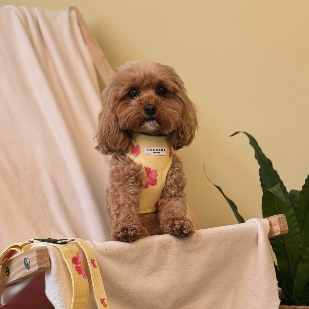 A small, fluffy brown dog wearing a yellow floral harness sits in a chair, looking at the camera.