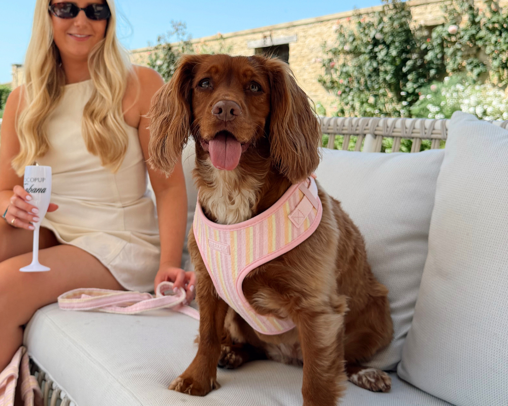 A brown dog in a pink and yellow striped harness sits on an outdoor sofa next to a woman.