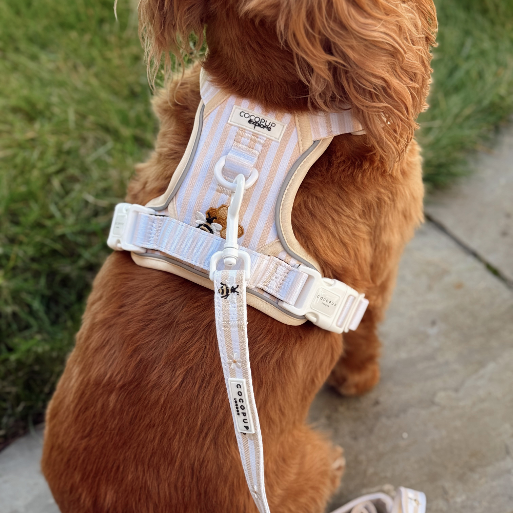 Close-up on the back of a brown dog wearing a beige and white striped harness with a leash.