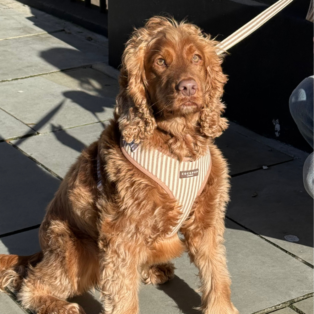 A brown, wavy-haired dog in a striped harness sits on a paved surface in the sun.