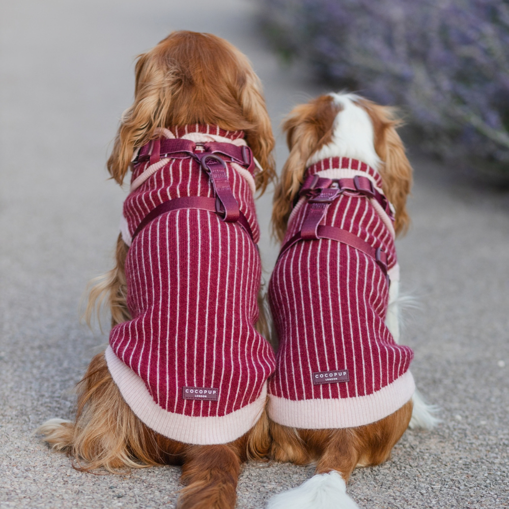 The back of two dogs sitting side-by-side, wearing matching red and white striped sweaters and harnesses.