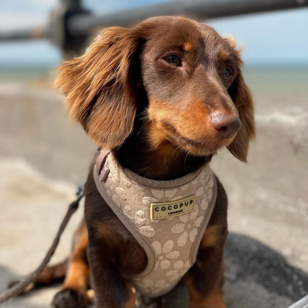 A long-haired brown dachshund puppy in a beige floral harness sits on a concrete ledge.