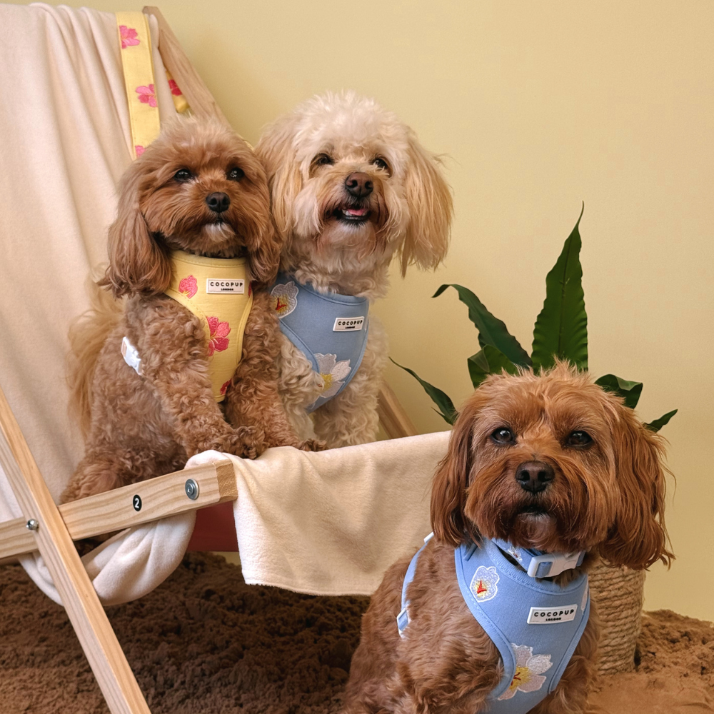 Three small, fluffy dogs wear colorful floral harnesses, with two sitting together on a beach chair.