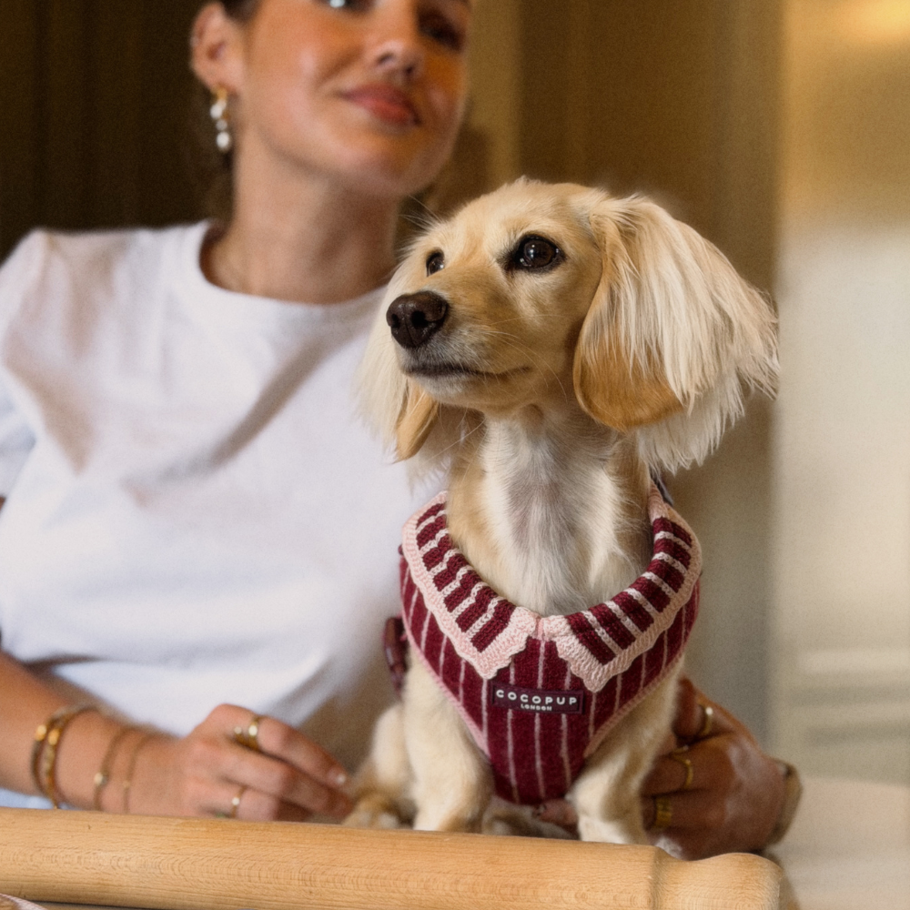 A small, light-colored dog in a red and white striped harness is being held by a woman.