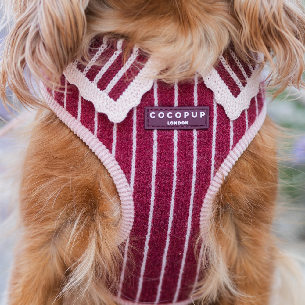 A close-up of a dog wearing a red and white striped knitted harness with a frilly collar.