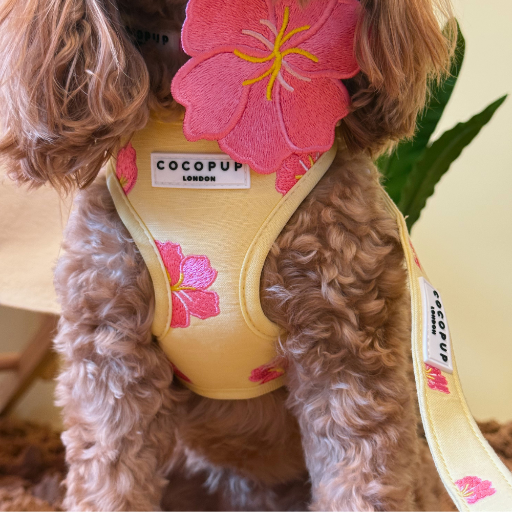A brown, curly-haired dog wearing a yellow harness with embroidered pink hibiscus flowers and a matching leash.