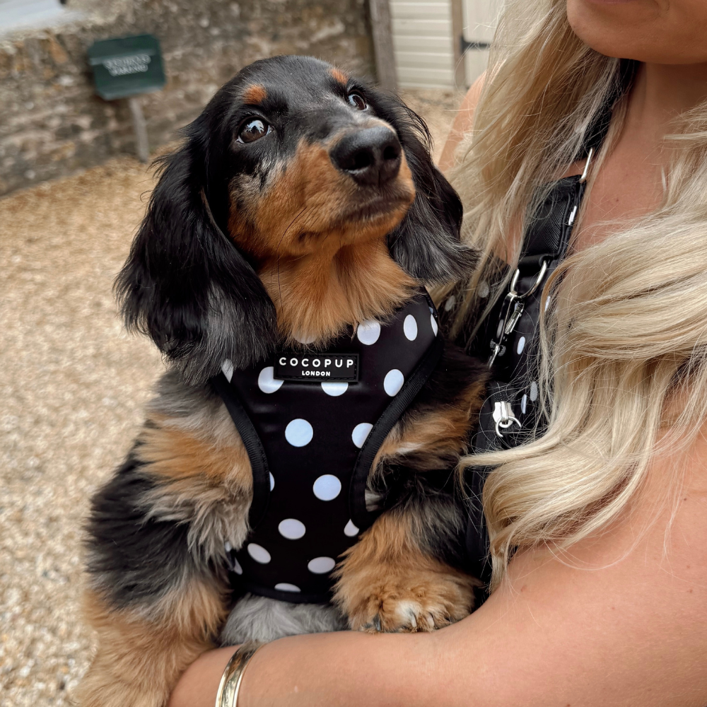 A long-haired dachshund puppy in a black and white polka-dot harness being held by a person.