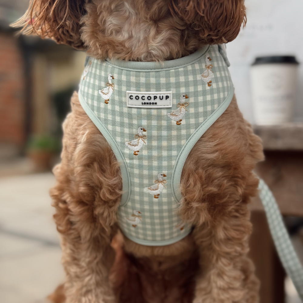 A close-up of a brown, curly-haired dog wearing a light green gingham harness with embroidered geese.