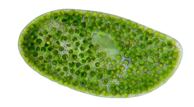 Close-up of a green, oval-shaped microorganism with circular patterns.
