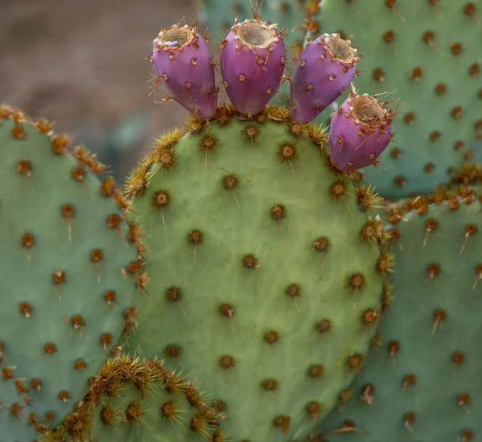 Prickly pear cactus with purple fruit representing Nopalera inspiration