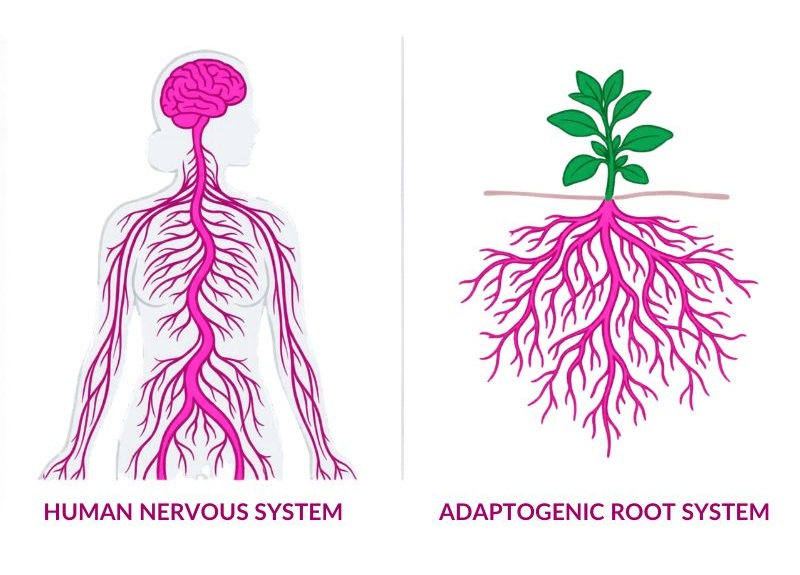 A diagram comparing the human nervous system on the left with a plant's adaptogenic root system on the right.