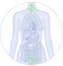 Diagram of human torso showing internal organs and lymph nodes.