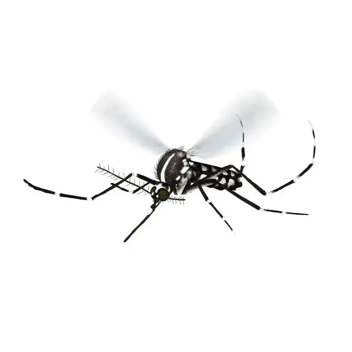 Illustration of a black-and-white mosquito with detailed wings and legs.