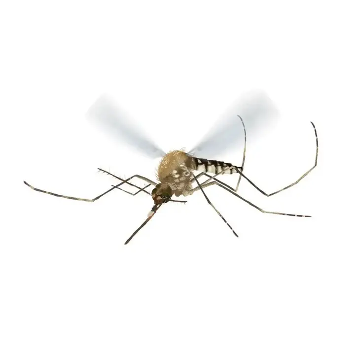 A detailed illustration of a mosquito with translucent wings on a white background.