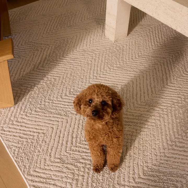 A small, brown toy poodle stands on a beige, geometric-patterned rug, looking up at the camera.